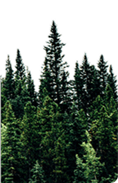 Illustration Engagement Environnemental